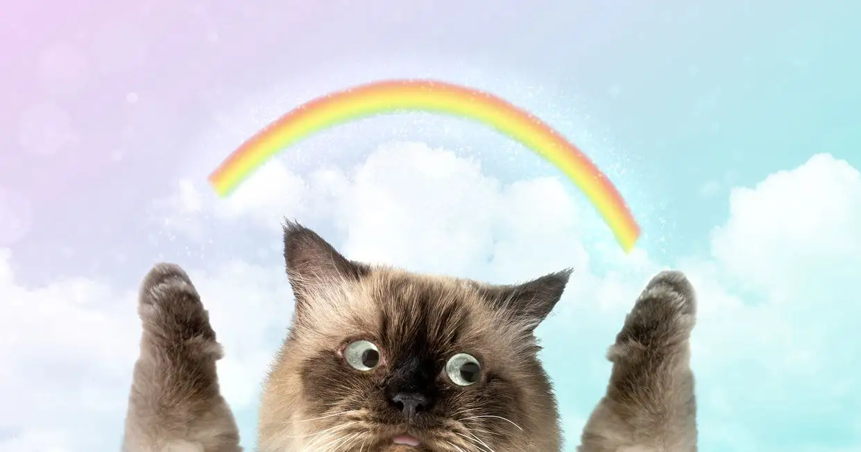 En katt med uppsträckta tassar syns i förgrunden, med en tecknad regnbåge och ljusa moln i bakgrunden.